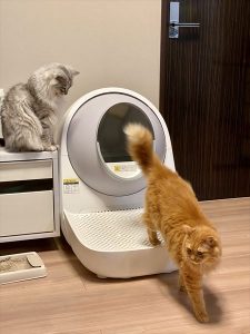 使用歴２年目】全自動猫トイレが便利すぎて超おすすめ！本音で口コミ！